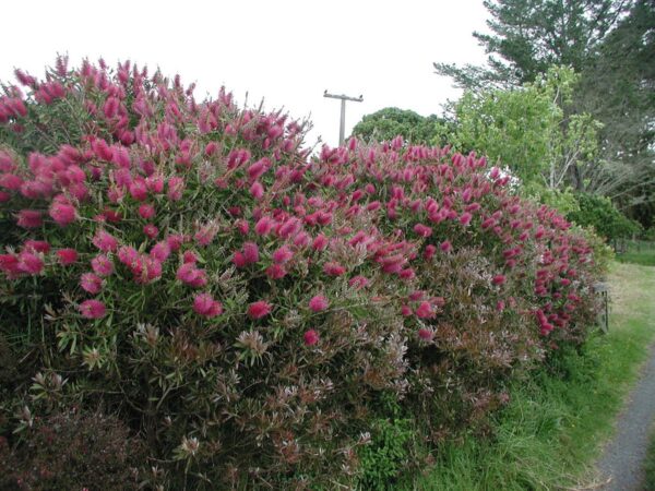 <i>Callistemon citrinus</i> 'Western Glory' - Image 4