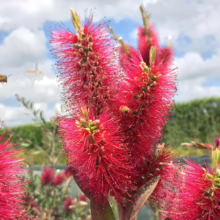 Crimson bottlebrush flowers in bloom, attracting buzzing bees on a sunny day. The vibrant red blooms stand out against a backdrop of blue sky and green foliage, showcasing nature's beauty.