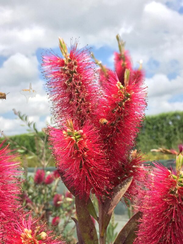 <i>Callistemon citrinus</i> 'Western Glory' - Image 5