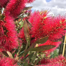 Vibrant red bottlebrush flowers in full bloom, attracting a bee. The spiky blossoms and green leaves create a striking contrast against a partly cloudy sky.