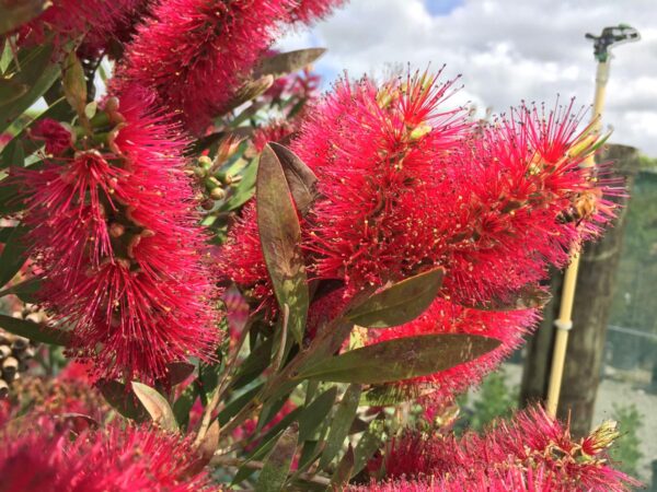 <i>Callistemon citrinus</i> 'Western Glory' - Image 6