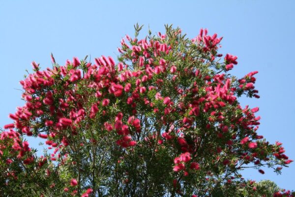 <i>Callistemon citrinus</i> 'Western Glory'