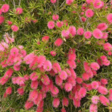 Lush Bottlebrush shrub bursting with vibrant pink, brush-like flowers amidst bright green foliage. A profusion of color and texture in a natural garden setting.