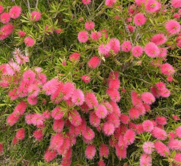 <i>Callistemon</i> 'John Mashlan' - Image 2