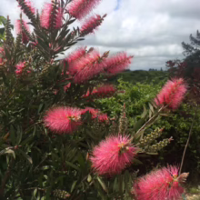 Vibrant pink bottlebrush flowers bloom against a backdrop of green foliage and a cloudy sky. The unique blossoms create a striking contrast, showcasing the plant's distinctive texture and color.