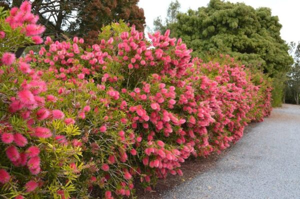 <i>Callistemon</i> 'John Mashlan'