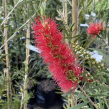 Vibrant red bottlebrush flower in full bloom, showcasing its unique cylindrical shape and delicate filaments against a backdrop of green foliage. Young seed pods add texture to this eye-catching botanical display.