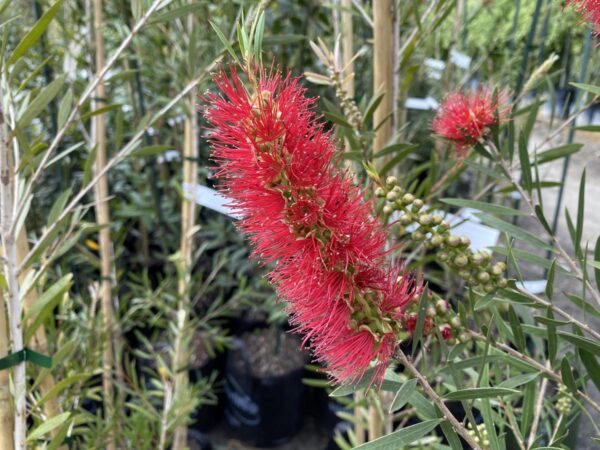 <i>Callistemon</i> 'Kings Park Special' - Image 2