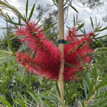 Crimson bottlebrush flower in full bloom, its spiky red inflorescence contrasting with the green foliage. A thin wooden stake supports the plant, set against a soft-focus backdrop of trees and sky.