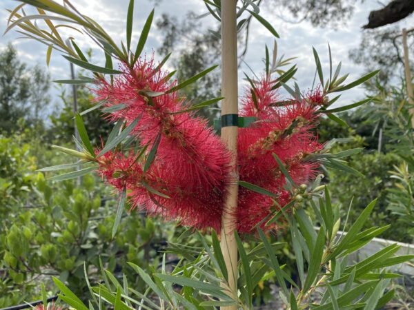 <i>Callistemon</i> 'Kings Park Special' - Image 3