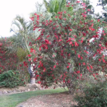 Vibrant bottlebrush tree bursts with red flowers against a backdrop of lush greenery, including palm trees and shrubs, creating a colorful garden scene.