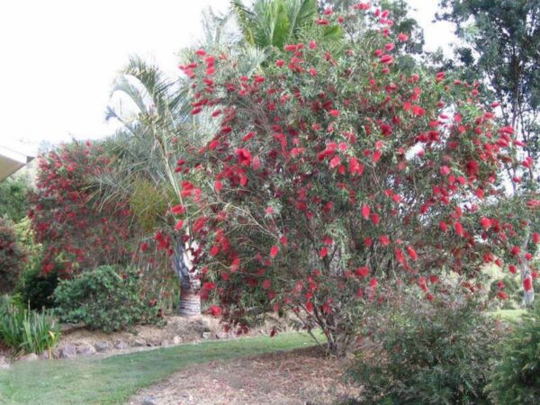 <i>Callistemon</i> 'Kings Park Special' - Image 4