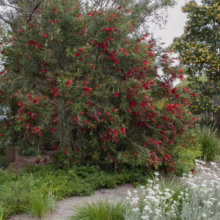 A vibrant bottlebrush tree bursts with bright red flowers in a garden setting. Green foliage contrasts with the striking blooms, while native Australian plants and a stone path add to the serene landscape.