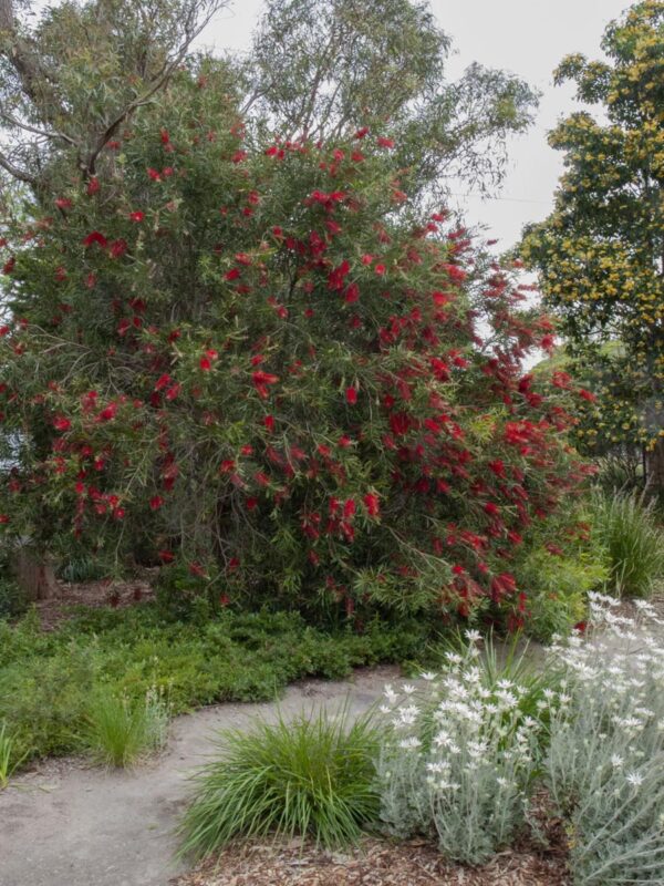 <i>Callistemon</i> 'Kings Park Special' - Image 5