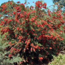 A vibrant bottlebrush shrub bursts with bright red, cylindrical flowers amidst its green foliage. This Australian native plant thrives in a garden setting, showcasing its unique blossom structure.