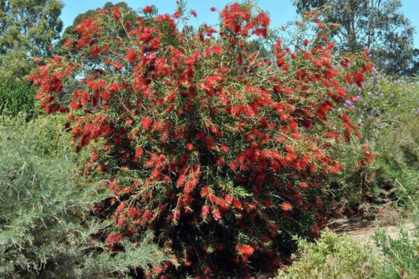 <i>Callistemon</i> 'Kings Park Special' - Image 6