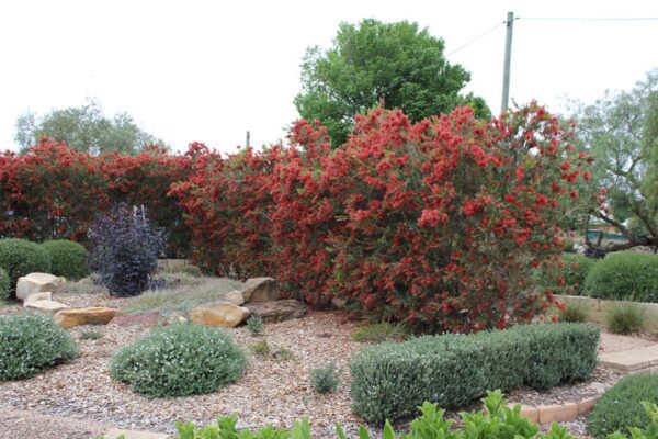 <i>Callistemon</i> 'Kings Park Special'