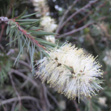 A vibrant white bottlebrush flower blooms on a Callistemon shrub, showcasing its unique, brush-like shape. The native Australian plant's slender green leaves provide a soft backdrop.