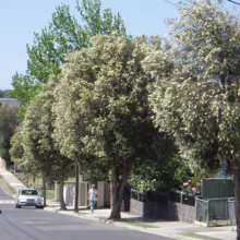 Quiet suburban street lined with flowering trees, a silver car, and a pedestrian walking along the sidewalk under a clear blue sky. The trees are in full bloom, adding a touch of natural beauty to the urban setting.