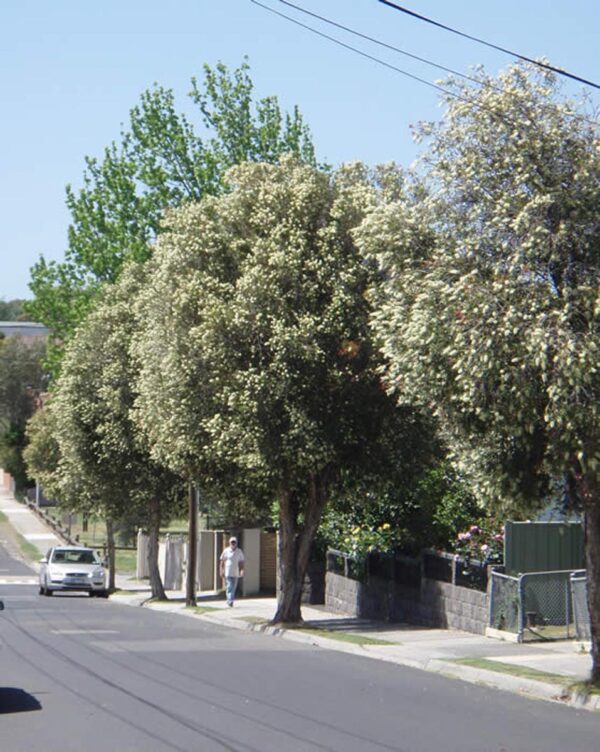 <i>Callistemon salignus</i> - Image 3