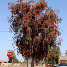 A vibrant weeping bottlebrush tree bursts with red blooms against a clear blue sky. A stop sign and silver car add context to this suburban street scene.