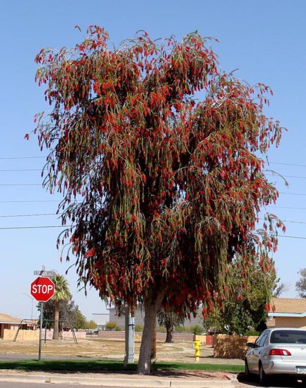 <i>Callistemon viminalis</i> - Image 2