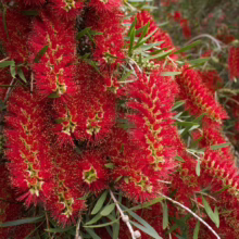 Vibrant red bottlebrush flowers in full bloom, their cylindrical shapes densely packed with filaments. Green leaves provide a backdrop to the striking floral display.