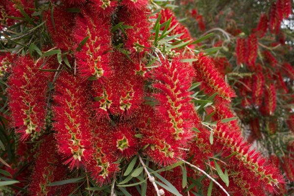 <i>Callistemon viminalis</i> - Image 3