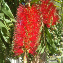 Vibrant red bottlebrush flowers bloom against lush green foliage. The Australian native plant showcases its unique, brush-like blossoms, a burst of color in the sunny garden.