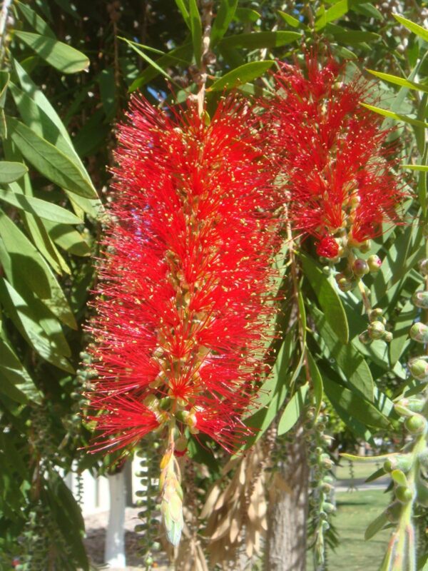 <i>Callistemon viminalis</i> - Image 4