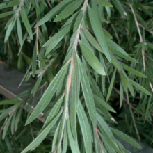 Close-up of weeping bottlebrush foliage, showcasing its slender, willow-like leaves with a soft, fuzzy texture on the stems. The vibrant green color and cascading habit add a touch of elegance to any garden.