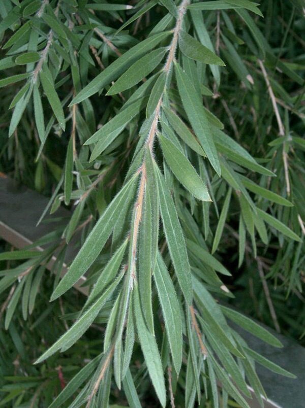 <i>Callistemon viminalis</i> - Image 5