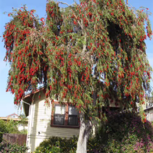 A vibrant bottlebrush tree, adorned with bright red flowers, cascades over a charming yellow house. The tree's weeping branches and lush foliage create a striking contrast against the blue sky.