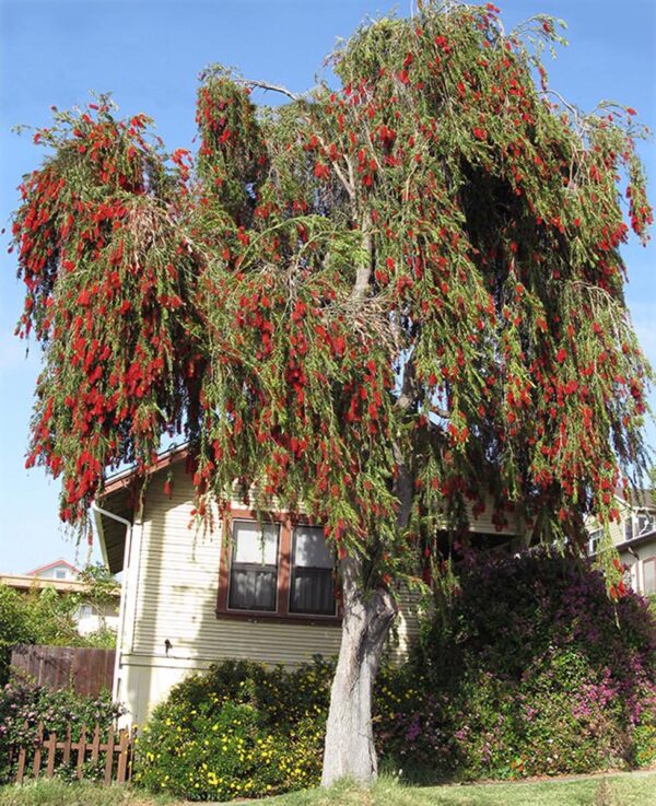 <i>Callistemon viminalis</i> - Image 6