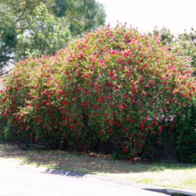 Large bottlebrush shrub in full bloom, vibrant red flowers cascading over a dark green fence. A lush, colorful garden scene with a sidewalk in the foreground.