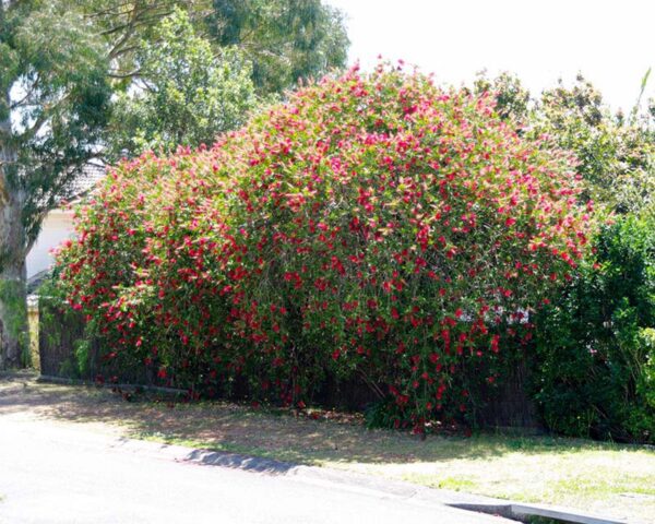 <i>Callistemon viminalis</i> - Image 7