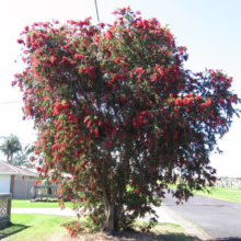 Lush bottlebrush tree in full bloom bursts with vibrant red flowers against a clear blue sky, standing proudly on a green lawn beside a quiet suburban street.