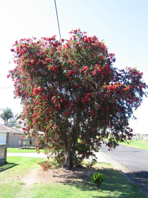 <i>Callistemon viminalis</i> - Image 8