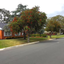 Australian Bottlebrush trees in full red bloom line a suburban street in front of an orange brick house. Green lawn and overcast sky complete the peaceful neighborhood scene.