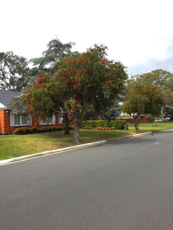 <i>Callistemon viminalis</i> - Image 9