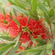 Vibrant red bottlebrush flower with needle-like petals and golden tips, surrounded by lush green leaves. A burst of natural beauty.