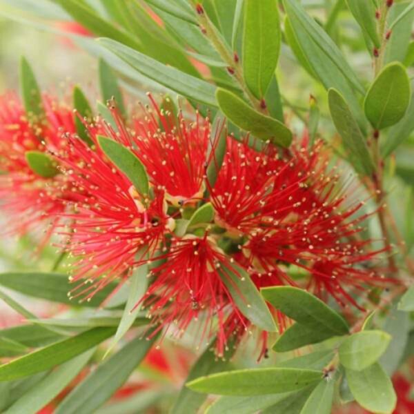 <i>Callistemon viminalis</i> 'Macarthur' - Image 2