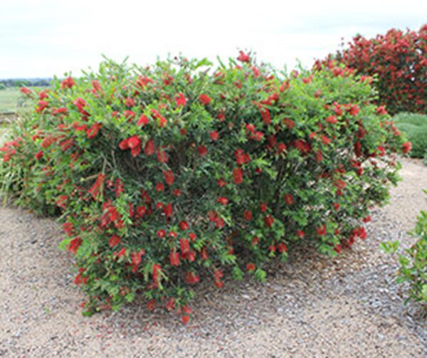 <i>Callistemon viminalis</i> 'Macarthur'