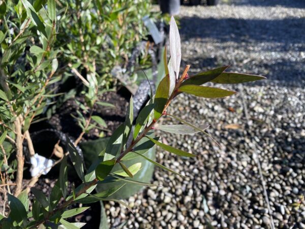 <i>Callistemon viminalis</i> 'Red Alert' - Image 2