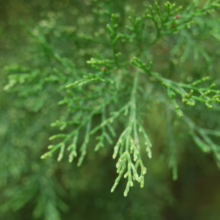 Close-up of vibrant green juniper branches with scale-like leaves, creating a lush, natural texture. The soft focus emphasizes the delicate details of the evergreen foliage.