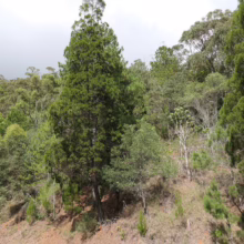 Lush green forest hillside featuring tall trees and varied vegetation under an overcast sky. The scene showcases the natural beauty of a dense woodland landscape.