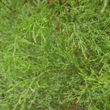 Close-up of a lush, vibrant green juniper bush with delicate, scale-like leaves creating a dense, textured pattern.