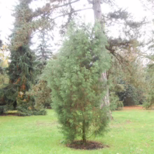 A young, vibrant evergreen tree stands prominently on a green lawn, surrounded by mature trees in a park-like setting. Autumn leaves are scattered on the grass.