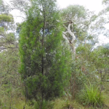 A young casuarina tree, its slender form a vibrant green, stands tall against the backdrop of a eucalyptus forest. Native Australian bushland surrounds the tree, with a glimpse of a paved path.