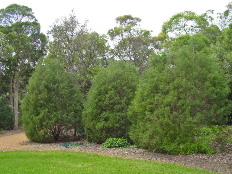 callitris rhomboidea - Leafland
